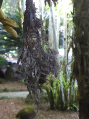 Cinnyris jugularis