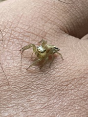 Colopsus