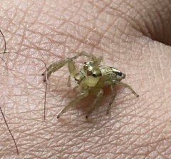 Colopsus