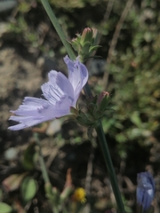 Cichorium intybus
