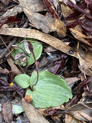 Cyrtostylis reniformis