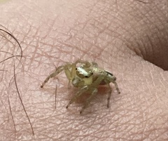 Colopsus