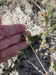 Pharnaceum elongatum