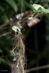 Gerygone magnirostris