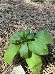 Phytolacca americana