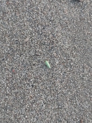 Draeculacephala robinsoni