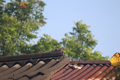 Funambulus palmarum
