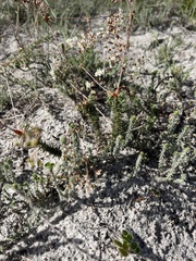 Pharnaceum elongatum