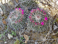 Mammillaria mystax