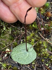 Cyrtostylis reniformis