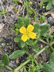 Roepera billardierei