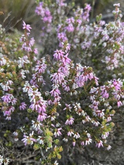 Erica interrupta