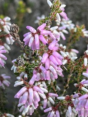 Erica interrupta