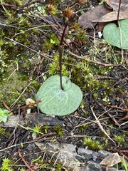 Cyrtostylis reniformis