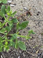 Roepera billardierei