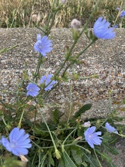 Cichorium intybus
