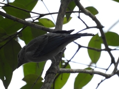 Thraupis sayaca