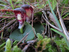 Corybas diemenicus