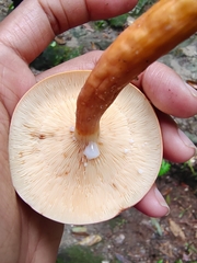 Lactarius rufus