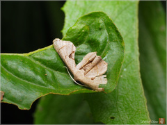 Phazaca alikangensis