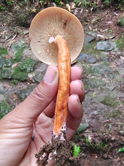 Lactarius rufus