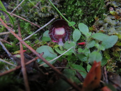 Corybas diemenicus