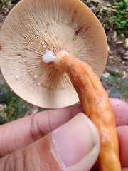 Lactarius rufus