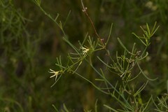 Anthocercis genistoides