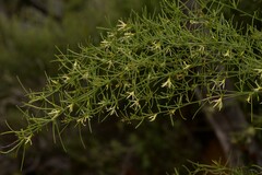 Anthocercis genistoides