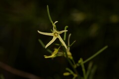 Anthocercis genistoides