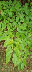 Carpinus betulus