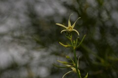 Anthocercis genistoides