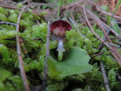 Corybas diemenicus