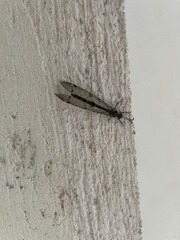 Distoleon tetragrammicus