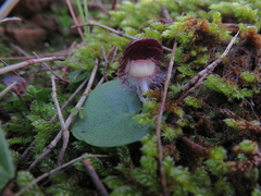 Corybas diemenicus