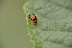 Paridea octomaculata