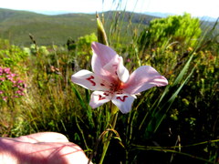 Gladiolus debilis