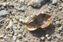 Diplacodes trivialis
