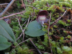 Corybas diemenicus