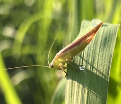 Conocephalus maculatus