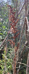 Rumex pseudonatronatus