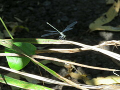 Austroargiolestes icteromelas