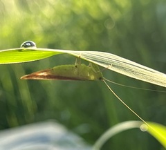 Conocephalus maculatus