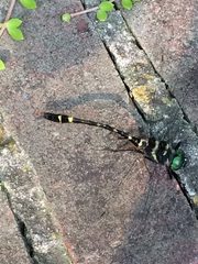 Macromia