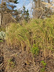 Sporobolus michauxianus