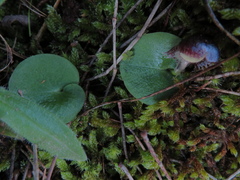 Corybas diemenicus