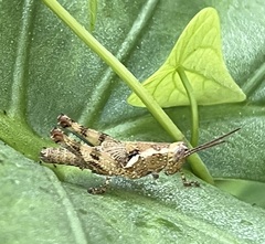 Xenocatantops humilis