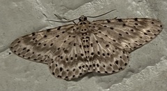 Percnia