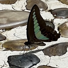 Graphium sarpedon
