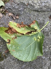 Didymomyia tiliacea